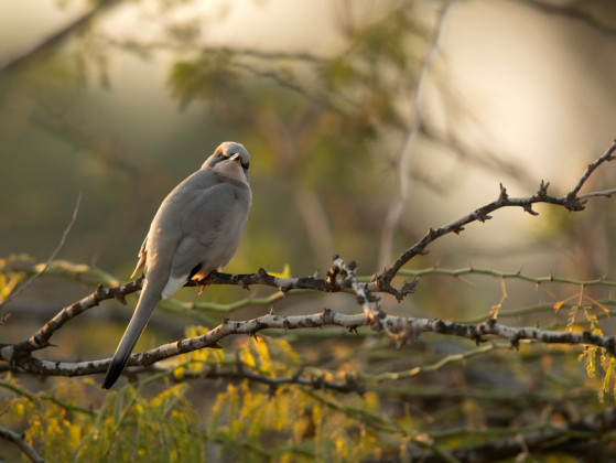 Which natural sound would you use as a relaxing soundtrack?