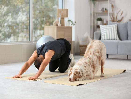 Your pet needs more exercise. You would...