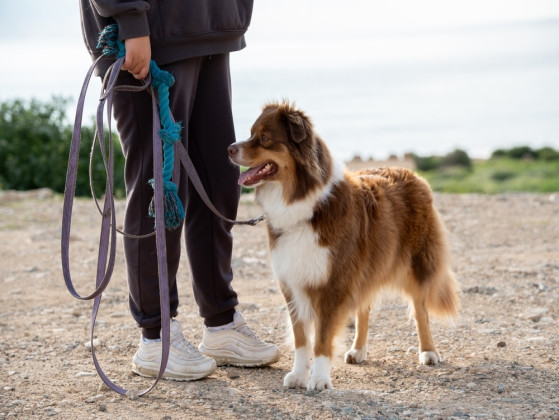 Your ideal pet day includes...