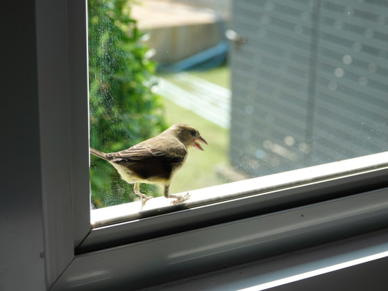 Your ideal morning wake-up sound is: