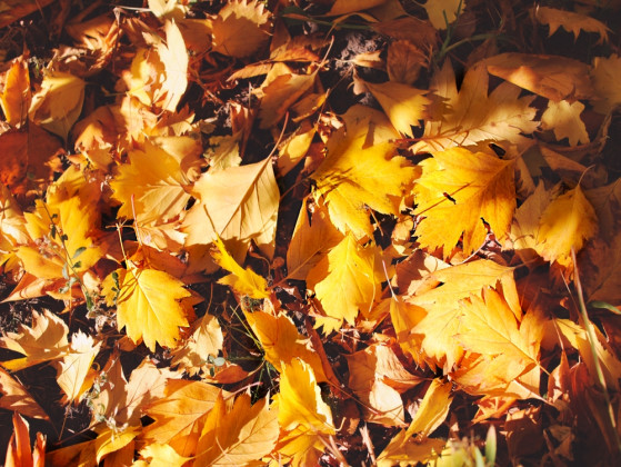 What is your favorite \