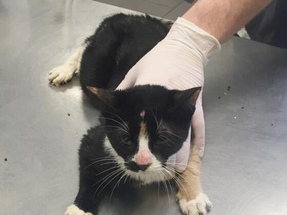 What your thoughts on violence and cruelty done to pets?