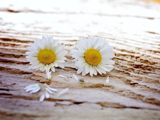 What is your favorite flower?