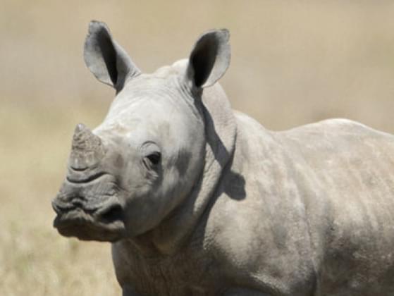 What's your favorite safari animal?
