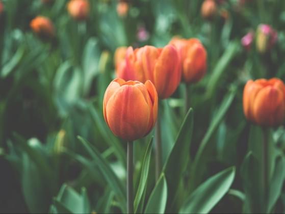 Choose the flower you find most beautiful: